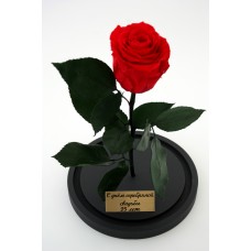 Живая роза в колбе на годовщину свадьбы 25 лет